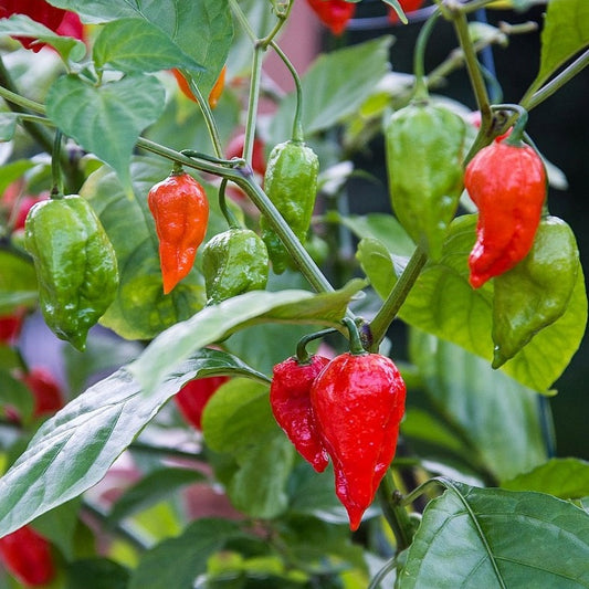 100Pcs Ghost Chili Pepper (Bhut Jolokia) Plant Seeds