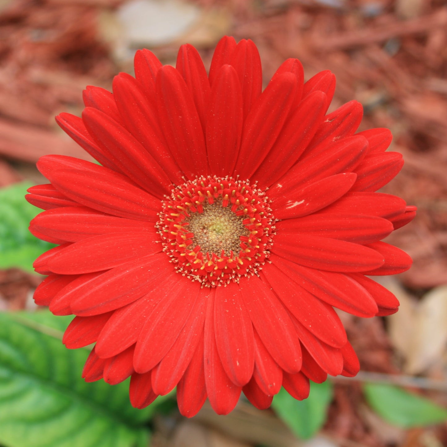 50Pcs Gerbera Daisy Seeds