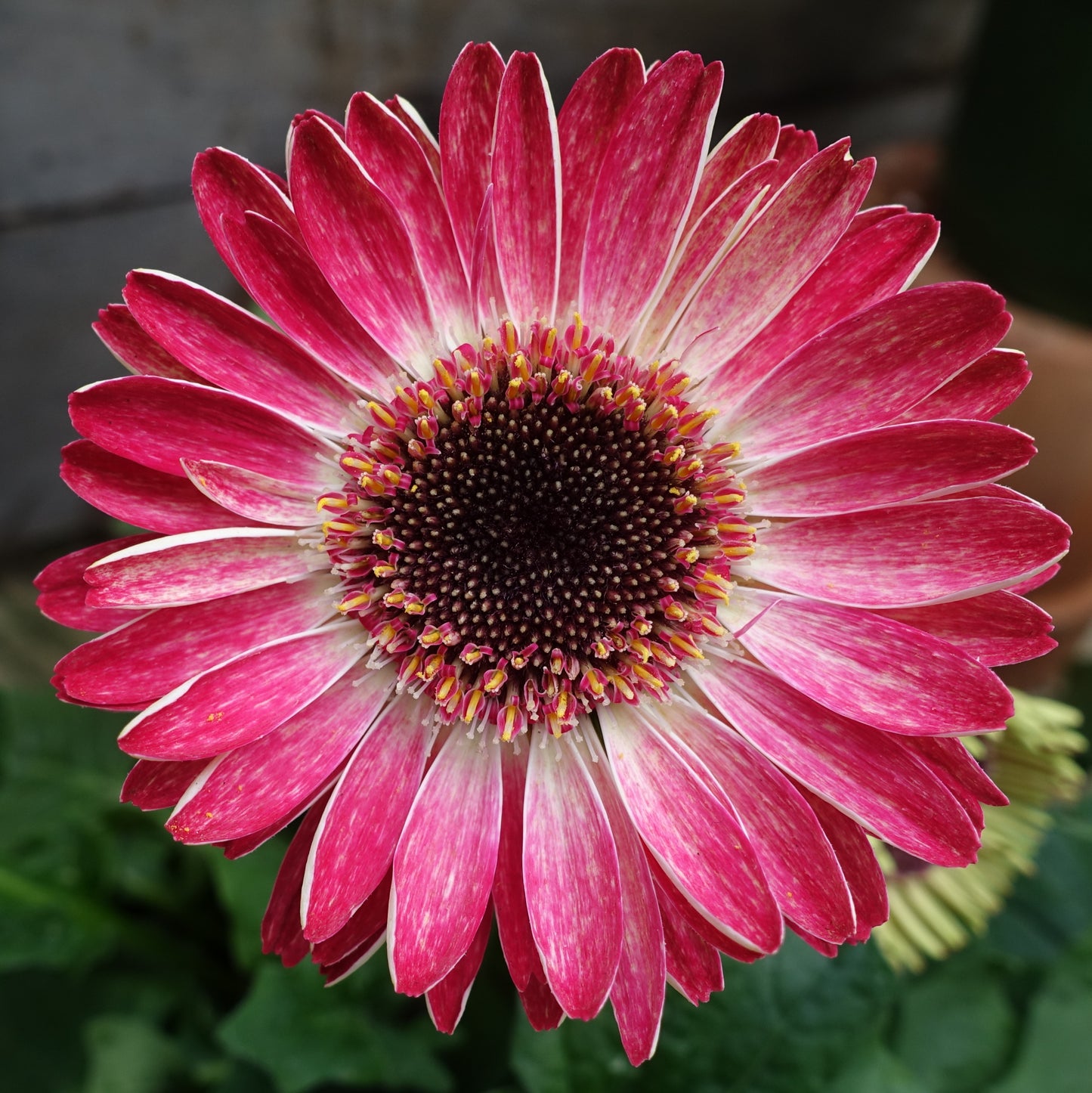 50Pcs Gerbera Daisy Seeds