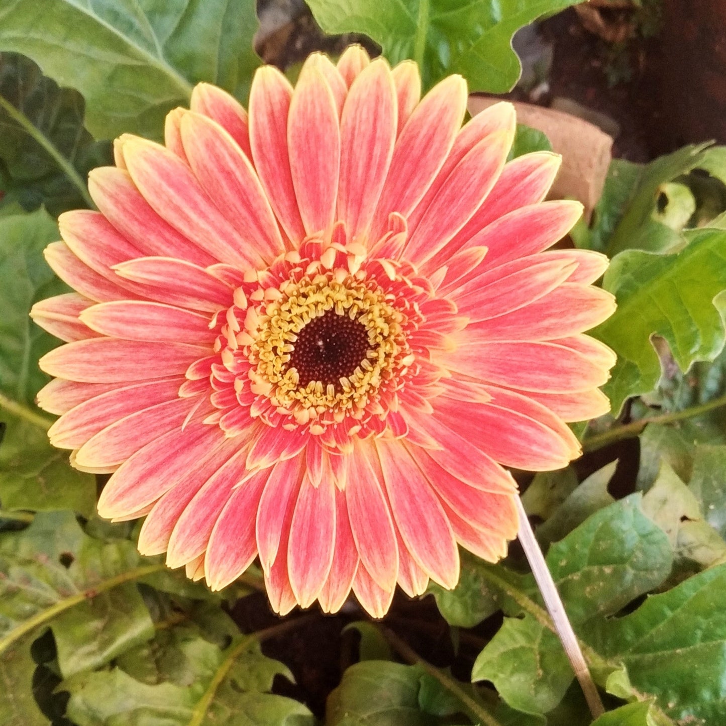 50Pcs Gerbera Daisy Seeds