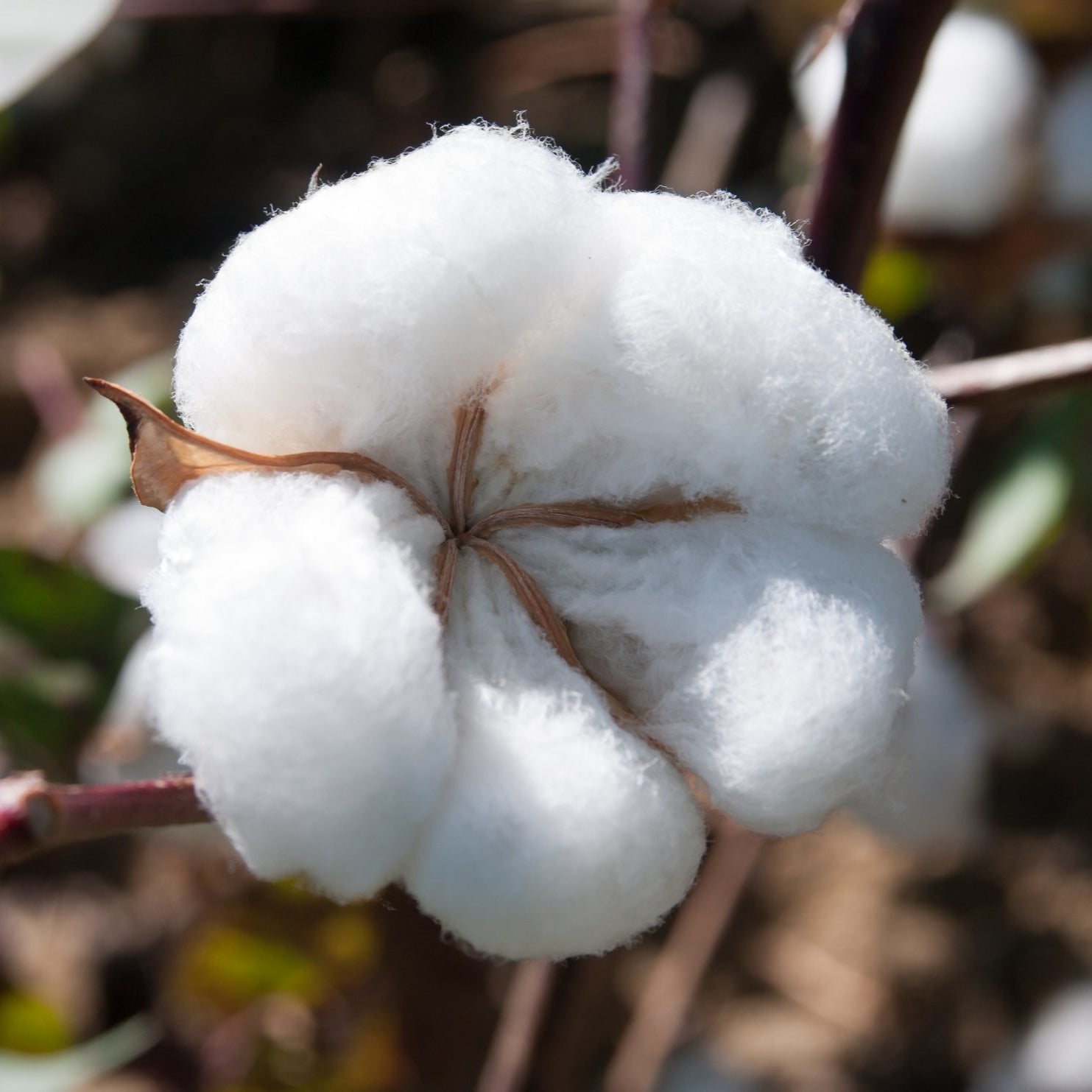 Egyptian Cotton Plant Seeds (Gossypium barbadense)