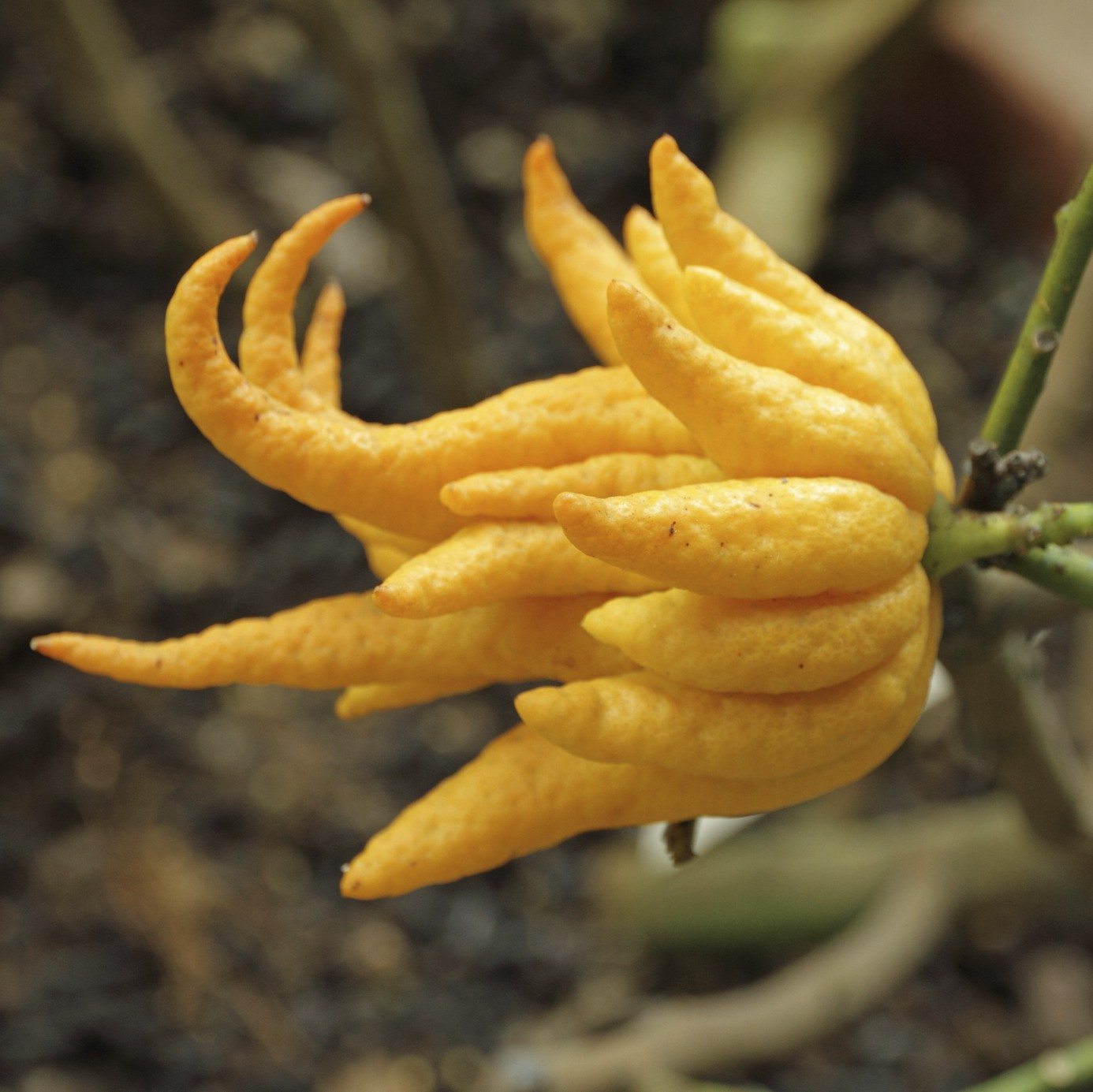 50Pcs Buddha's Hand Plant Seeds