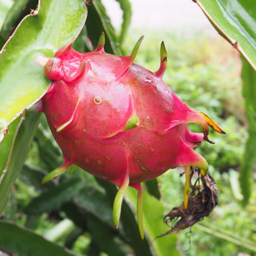 Dragon Fruit Seeds