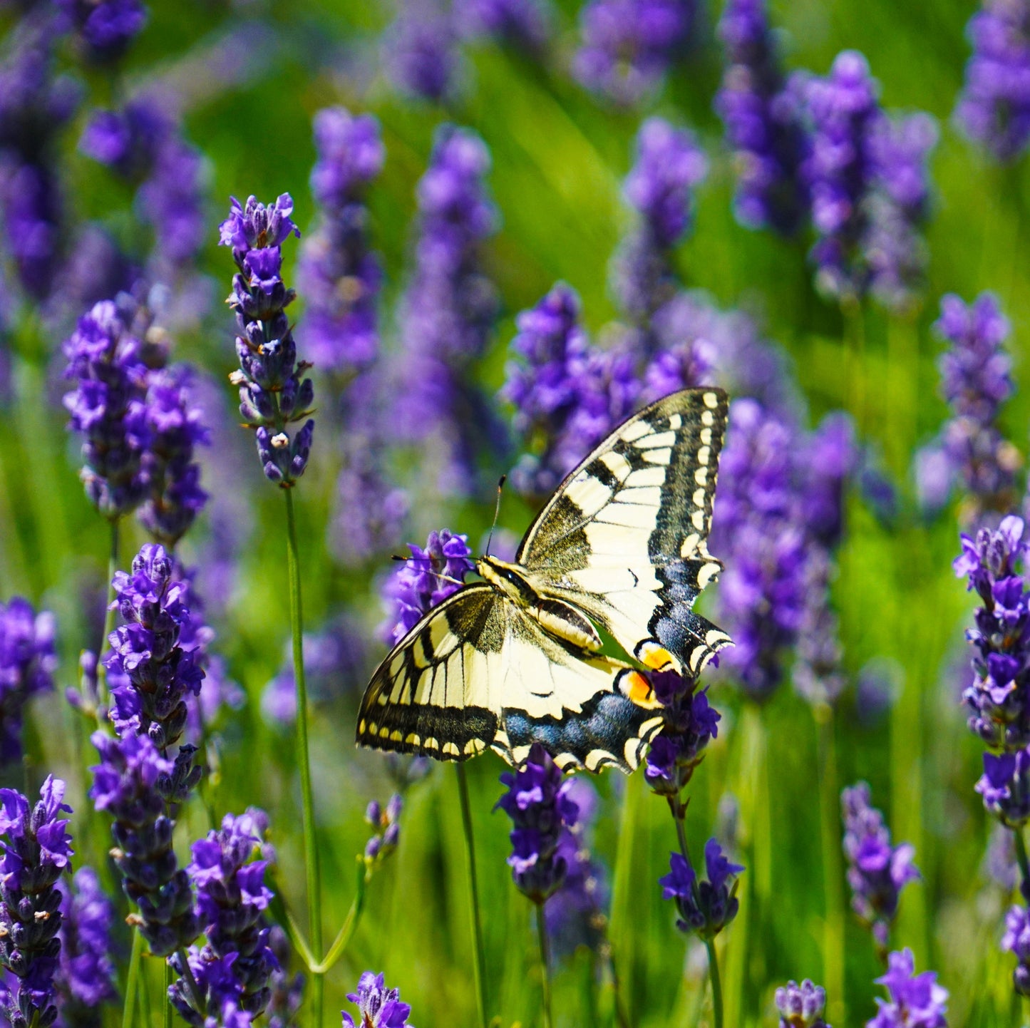 200Pcs Butterfly Delphinium Seeds, Attracts Butterflies