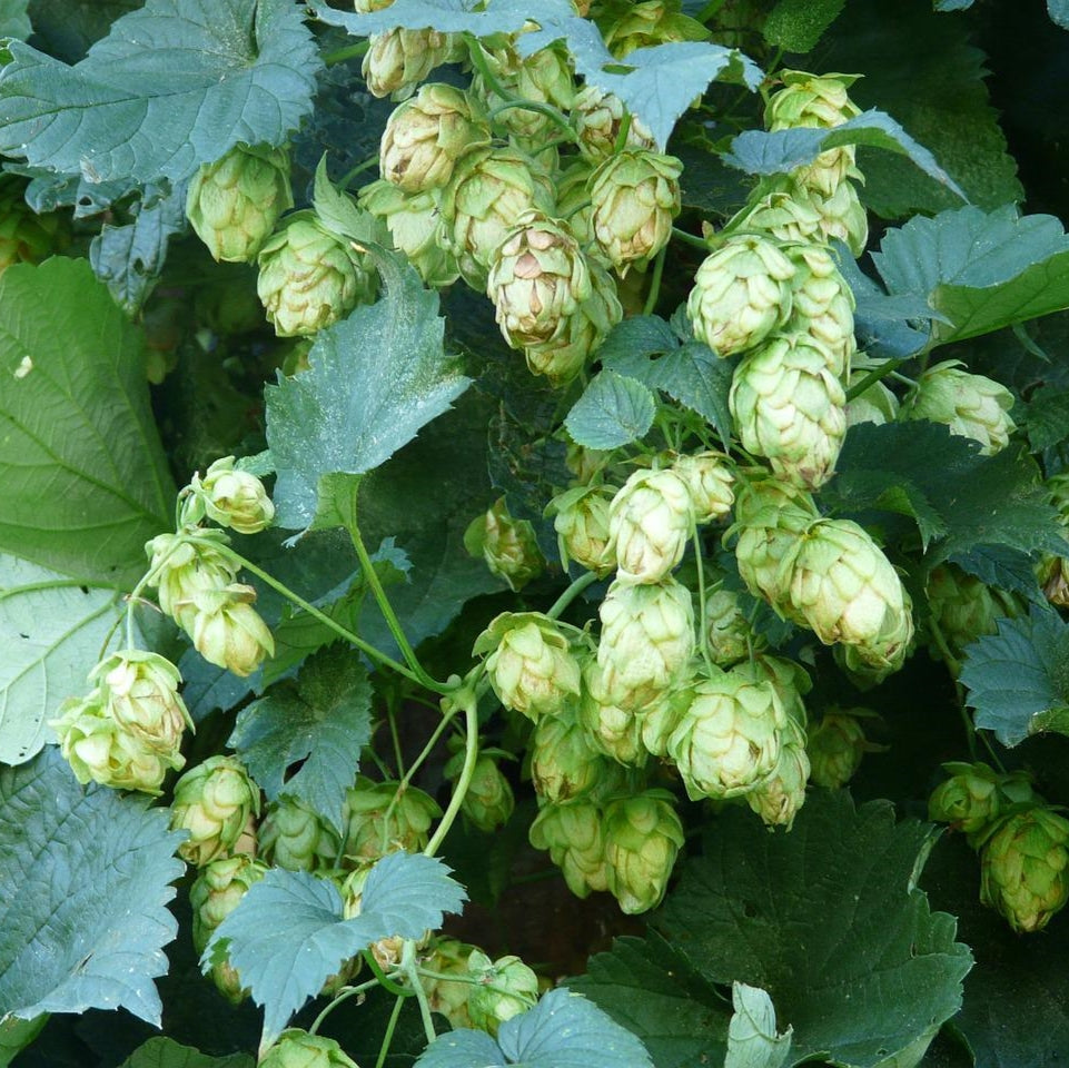 Hops Seeds