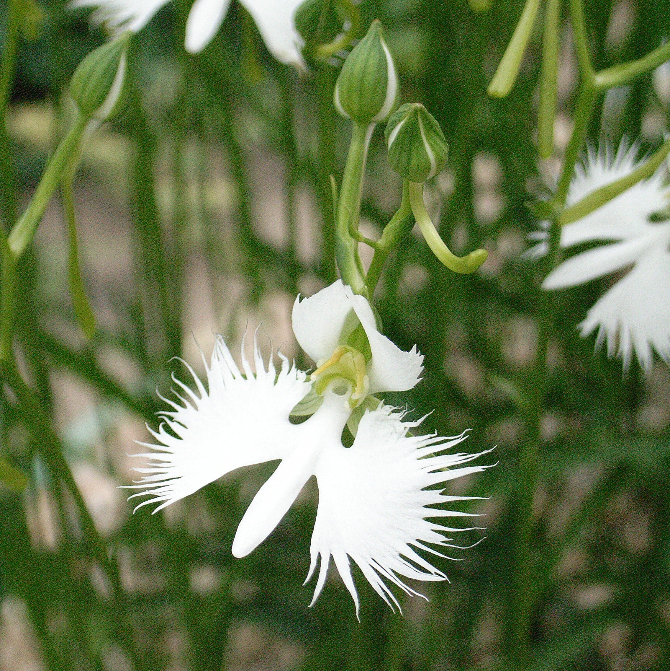 100Pcs Japanese Radiata White Egret Orchid Plant Seeds