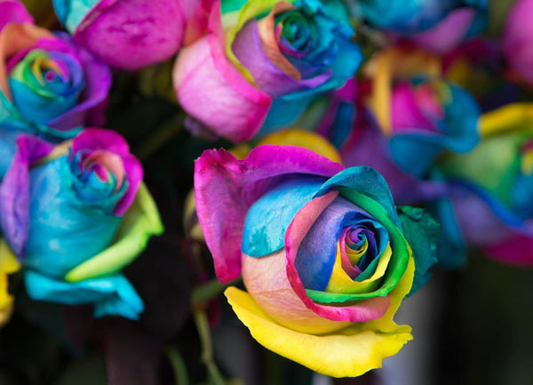 10Pcs Rare Rainbow Rose Seeds – Passion For Plantation