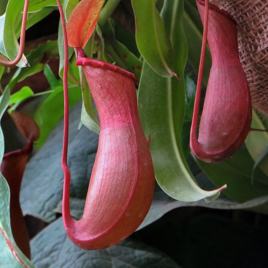 Carnivorous Pitcher Plant Seeds