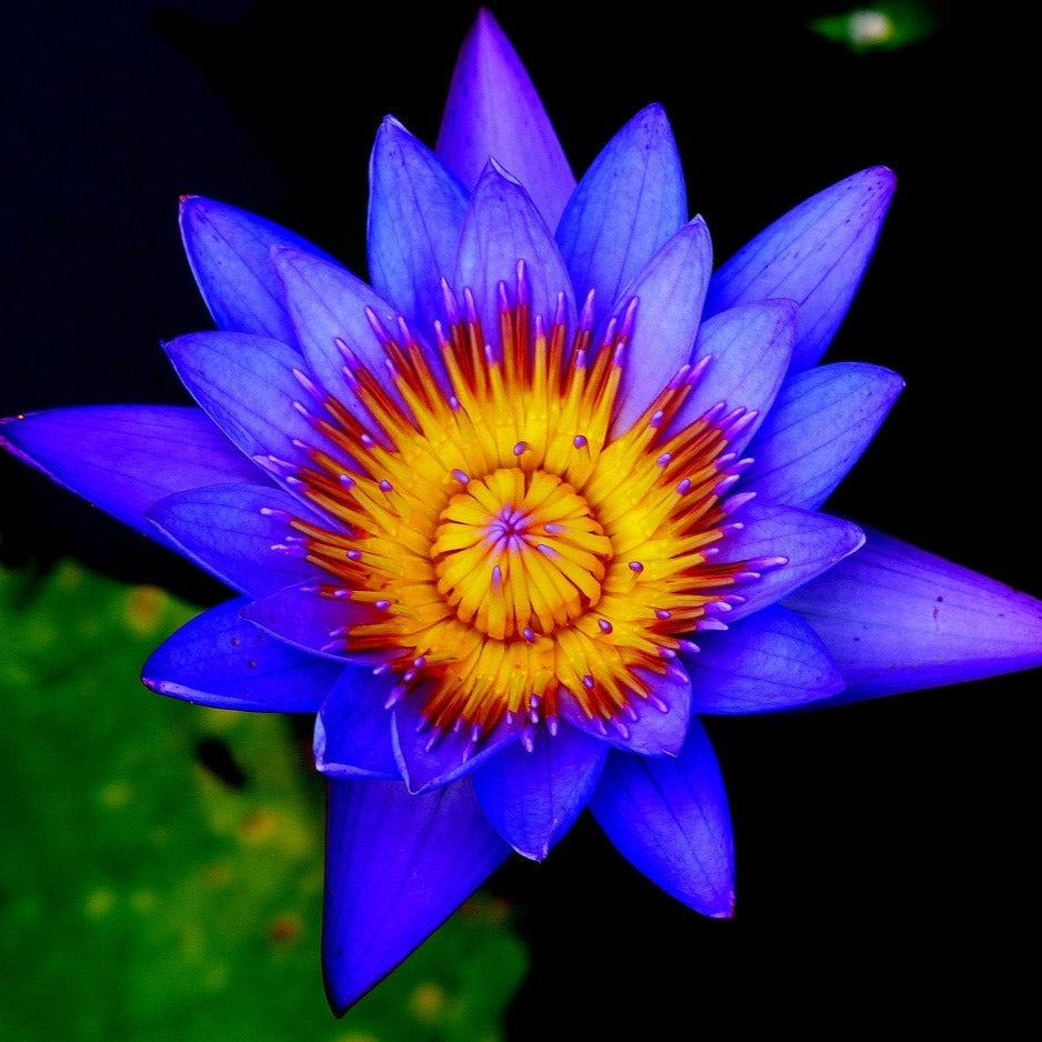 BLUE LOTUS Flower Seeds