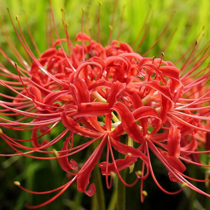 Japanese Red Spider Lily / Higanbana Flower Seeds – Passion For Plantation