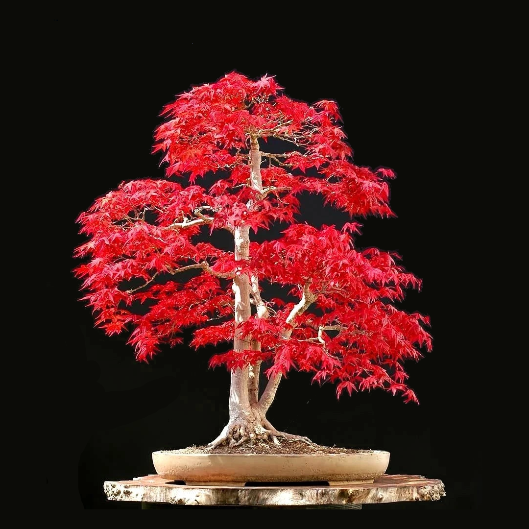 Japanese Maple Bonsai Tree Seeds