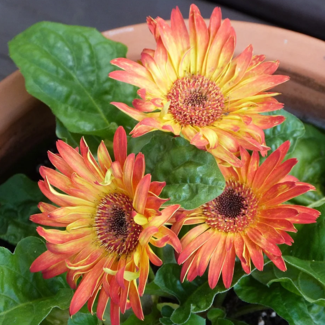 50Pcs Gerbera Daisy Seeds