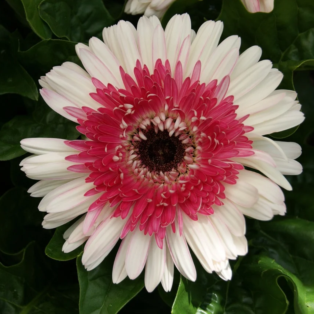 50Pcs Gerbera Daisy Seeds