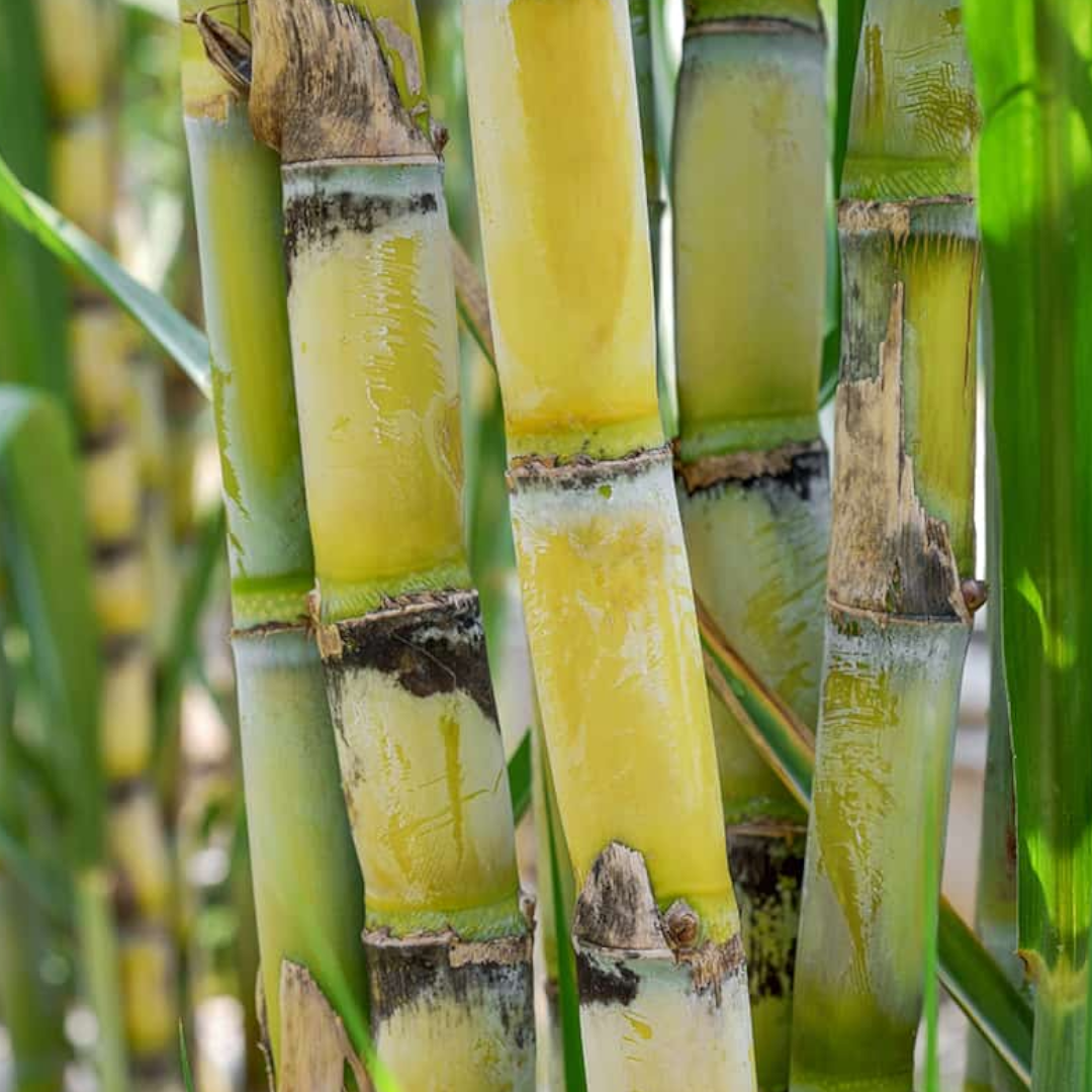 100Pcs Sugarcane (Saccharum officinarum) Seeds