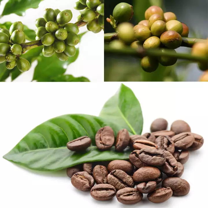 10Pcs Coffee Bean Seeds