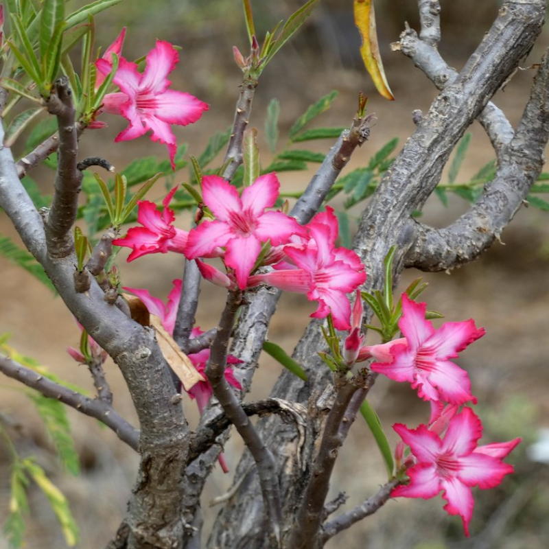 5Pcs Desert Rose Flower Seed