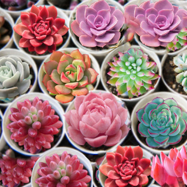 Exotic Mini Succulent Lithop Seeds – Passion For Plantation