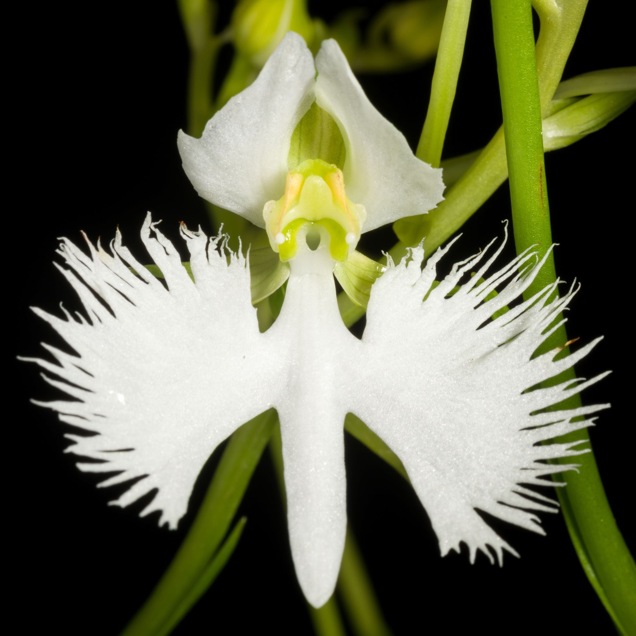 100Pcs Japanese Radiata White Egret Orchid Plant Seeds